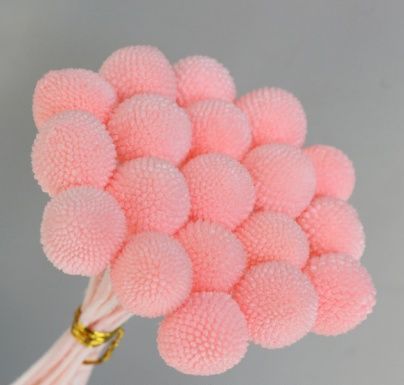 Сухоцвет "Краспедия", длина 60-70 см, размер шарика 2,0-2,5 см, 20 шт/упак. Розовый