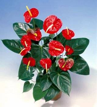 Антуриум 14/45