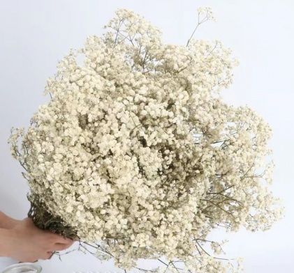 Сухоцвет "Гипсофила", длина 70-80 см, 120 гр/упак., белый