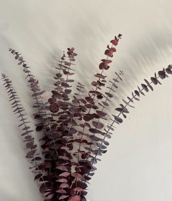 Сухоцвет "Эвкалипт Бэби Блю", длина 60-65 см, 10 шт./упак., каштановый
