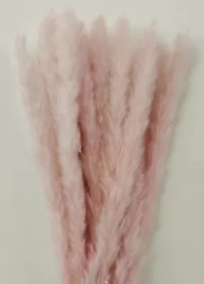 Сухоцвет "Камыш", длина 60-80 см, 15 шт/упак. жемчужно-розовый