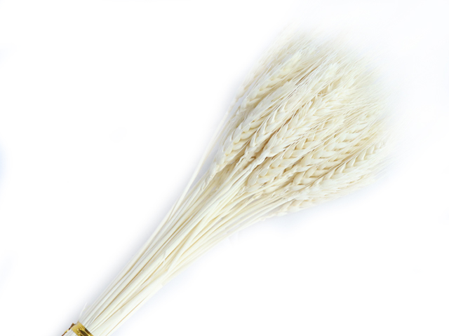 Сухоцвет "Пшеница", длина 60-70 см, 50-60 гр, 50 шт/упак., белый