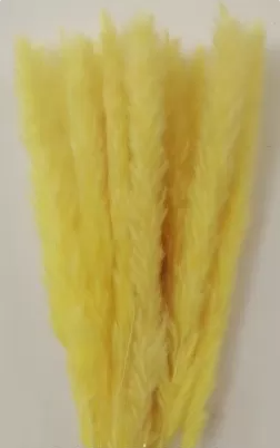 Сухоцвет "Камыш", длина 60-80 см, 15 шт/упак. желтый
