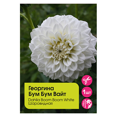 Многолетники НВМ Георгина Бум Бум Уайт  пакет 1 шт