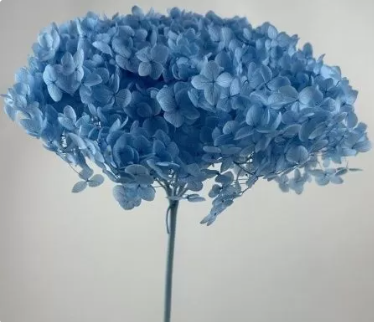Сухоцвет "Гортензия", длина 60-70 см, диаметр цветка 20 см, 50-60 гр. светло-голубой