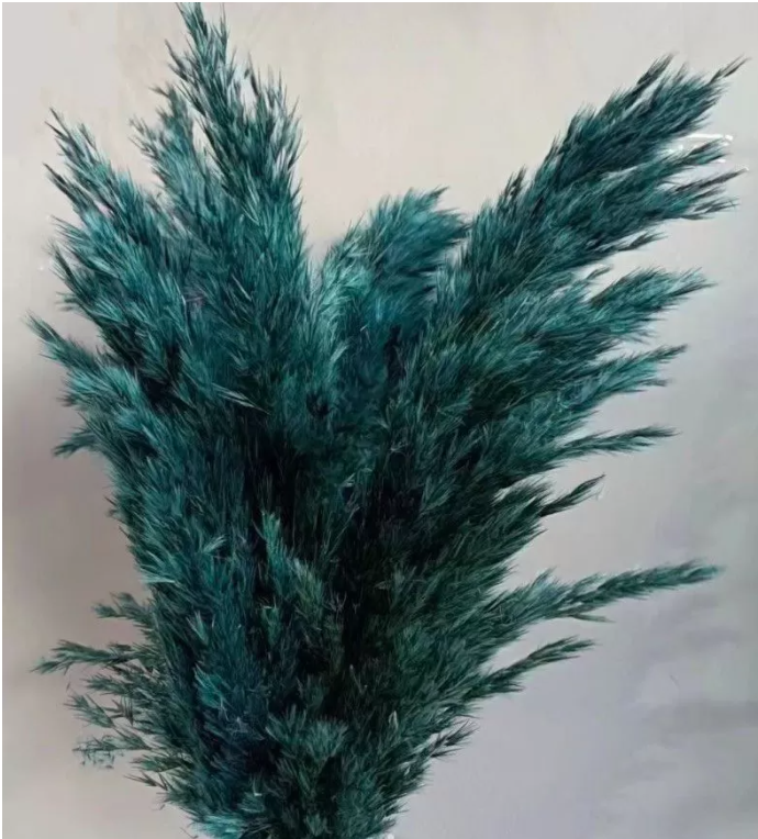 Сухоцвет "Тростник", 30 см, 5 шт/упак., изумрудный