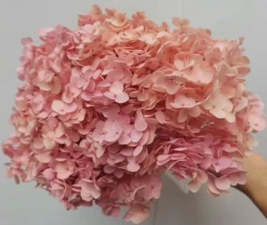 Сухоцвет "Гортензия", длина 60-70 см, диаметр цветка 20 см, 50-60 гр. нежно-розовый
