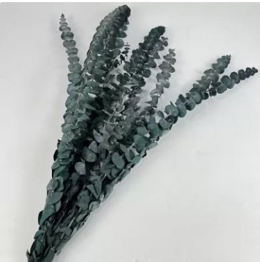 Сухоцвет "Эвкалипт Бэби Блю", длина 60-65 см, 10 шт./упак., пыльно-зеленый.