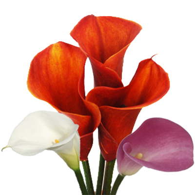 Калла голландия 70см 1шт