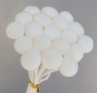 Сухоцвет "Краспедия", длина 60-70 см, размер шарика 2,0-2,5 см, 20 шт/упак. белый