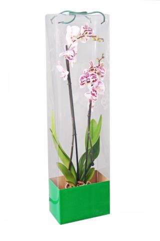 Коробка для горшечной орхидеи 60см
