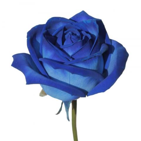 Роза Синяя(кр)