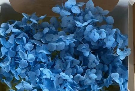 Сухоцвет "Гортензия" в коробке, 20 гр. Голубой
